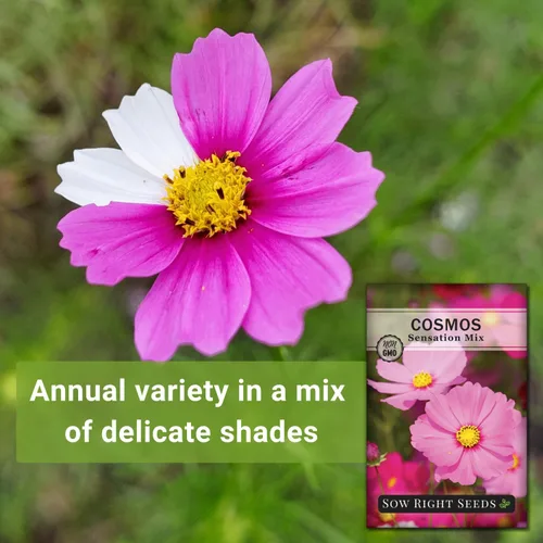 Miniatura 3 de Sow Right Seeds - Sensation Cosmos Flower Seed para plantar - Paquete de reliquia sin OMG con instrucciones para crecer - Corta y vuelve a aparecer