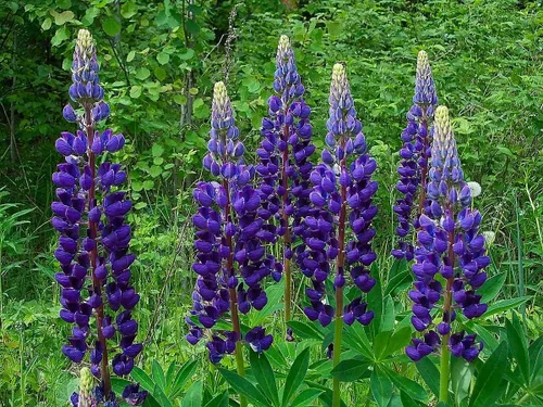 Miniatura 3 de Semillas Blue Lupine King Canute Flores Perennes