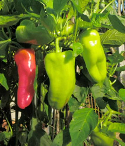 Miniatura 2 de Pepper, semillas de pimiento dulce Cubanelle, sin OMG, 100 semillas por paquete, algunas prefieren el pimiento Cubanelle a los pimientos