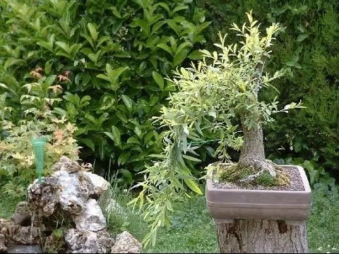Árbol bonsái de sauce negro, raíz gruesa de tronco, corte de árbol bonsái vivo para interiores o exteriores, obtén un bonsái de aspecto maduro