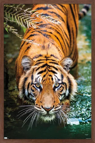 Miniatura 16 de Trends International Tiger - Póster de pared de agua, 14.725 x 22.375 pulgadas, versión enmarcada de madera de granero