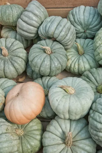 Miniatura 3 de Semillas de calabaza azul Queensland Paquete de 10 semillas Fácil de cultivar