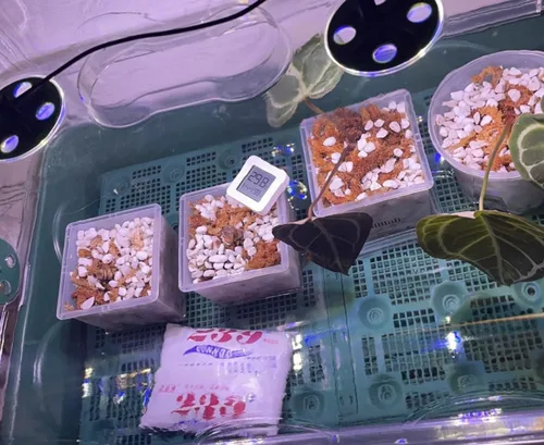 Miniatura 5 de Enmienda de suelo hortícola de perlita orgánica 50QT para plantas y drenaje mejorado Large Perlita