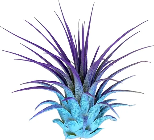 Miniatura 3 de Planta de aire Tillandsia Ionantha de Guatemala, planta de aire viva Tillandsia de Guatemala, llegada saludable garantizada, excelente planta de Azul