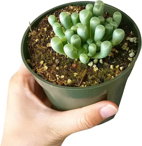 Miniatura 5 de Baby Toes Fenestraria Aurantiaca Succulent (maceta de plástico de 2 pulgadas) Suculenta rara para ideas de regalo