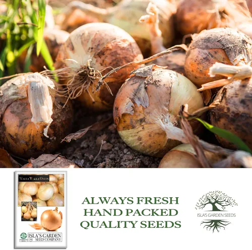Miniatura 4 de Walla Walla - Semillas de cebolla dulce española (Allium cepa) – Más de 300 semillas de reliquia sin OMG de Isla's Garden Seeds, sabor extra dulce
