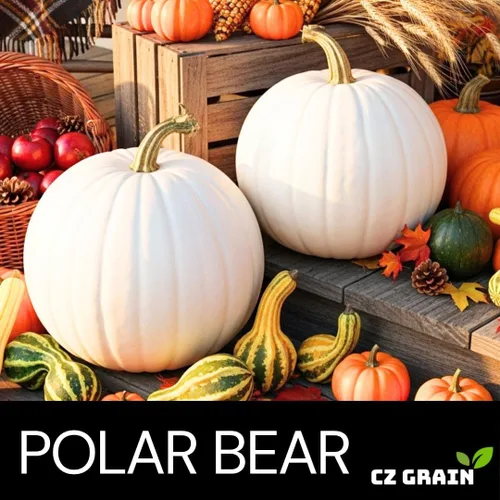 Miniatura 2 de Semillas de calabaza de oso polar para plantar (10 semillas) – Variedad de calabaza blanca gigante rara – Cultiva impresionantes calabazas de 50 a