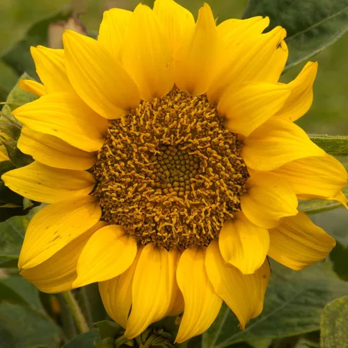 Miniatura 2 de Seed Needs Semillas de girasol para plantar girasoles de manchas solares enanas, semillas de flores de corte anual de polinización abierta