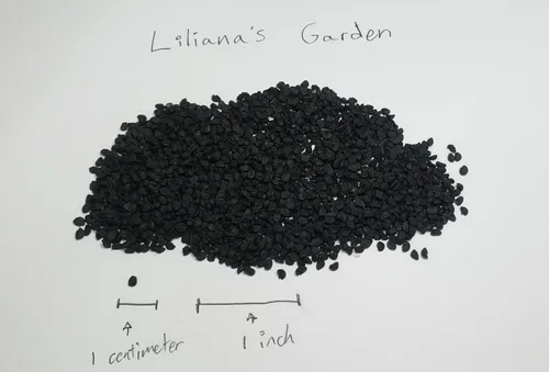Miniatura 7 de Semillas de cebolla roja "Apache", también conocidas como cebolleta roja o cebolla para ensalada Semillas de reliquia de Liliana's Garden