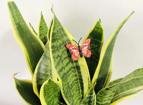 Miniatura 5 de 100 calcomanías de mariposa coloridas, calcomanías de pared de mariposa 3D, decoración de pared de mariposas de plástico para fiesta de cumpleaños