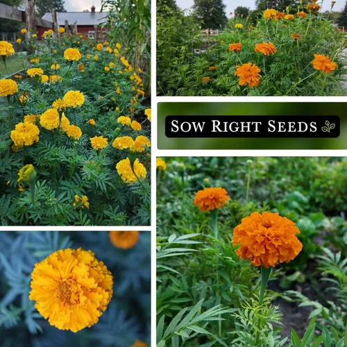 Miniatura 4 de Sow Right Seeds - Semillas de caléndula Crackerjack para plantar al aire libre - Flores de caléndula africana de alto rendimiento - Caléndulas