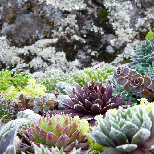 Miniatura 9 de Mountain Crest Gardens Hardy - Paquete variado de suculentas, 6 plantas vivas tolerantes a las heladas, enraizadas en macetas de 2 pulgadas
