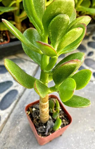Miniatura 2 de Planta de jade con raíces grandes del sur de California de 4 pulgadas de alto, suculenta cactus viva maceta (Crassula Ovata 'Lucky Money Plant')