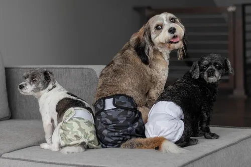 Miniatura 8 de Pet Parents® Pañales lavables para perros (paquete de 3) + Extendrs® de pañales duraderos para perros, pañales premium para perros hembras y machos