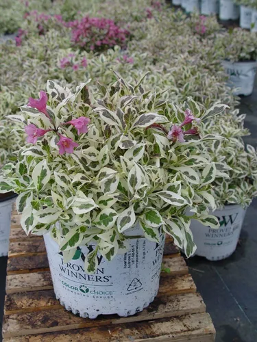 Miniatura 2 de Ganadores probados - Weigela florida My Monet (Weigela) Arbusto, flores rosas, #2 - Tamaño Contenedor
