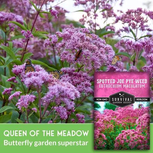 Miniatura 3 de Semillas de Jardín de Supervivencia - Semillas de Hierba de Joe Pye Manchadas para Plantar Eutrochium maculatum Imán de Mariposas Flor