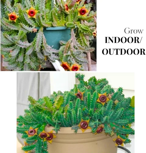 Miniatura 4 de Lifesaver Zebrina Cactus Estrella de Mar, Planta de Cactus, Cactus Rastrero Suculento Bien Enraizado en Maceta de 2", Planta de Interior Ornamental