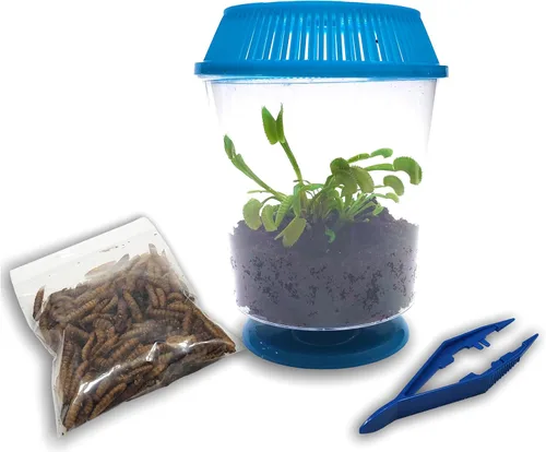 Miniatura 5 de Venus - Trampa para moscas con terrario azul de 4.5 pulgadas + plantas carnívoras paquete de alimentos con pinzas de alimentación, suelo para Tapa