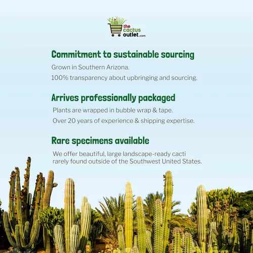 Miniatura 4 de Cactus Outlet - Planta de cactus de barril dorado - Plantas de cactus vivas - Plantas de cactus en barril vivas - 10 galones - Plantas de cactus