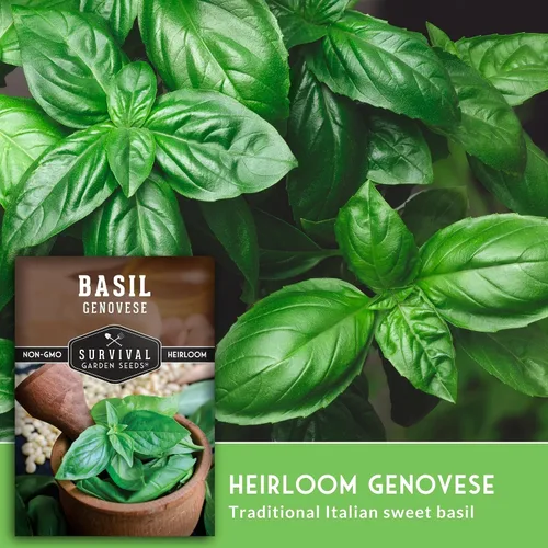 Miniatura 4 de 1 paquete de semillas de albahaca genovesa para plantar con instrucciones para cultivar deliciosas hierbas italianas en el huerto de tu hogar