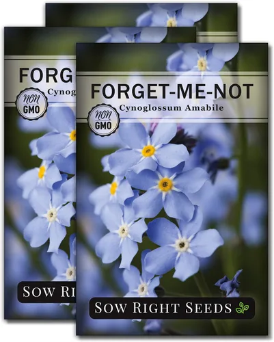 Sow Right Seeds - Semillas Forget-Me-Not para plantar - Variedad de reliquia sin OMG - Memorial para la celebración de la vida - Cultiva flores de