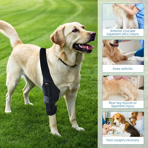 Miniatura 6 de Rodillera para perro para pierna trasera desgarrada del ligamento cruzado anterior, envoltura trasera ajustable para recuperación y prevención