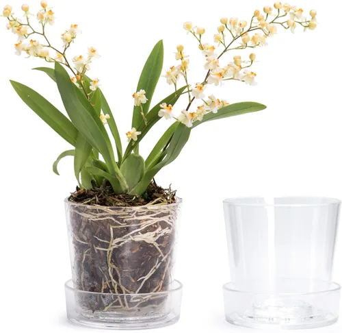 Miniatura 17 de Phoenix Vine Maceta de acrílico transparente de 3.5 pulgadas con bandeja, maceta de orquídeas con agujeros de drenaje, platillo profundo para riego