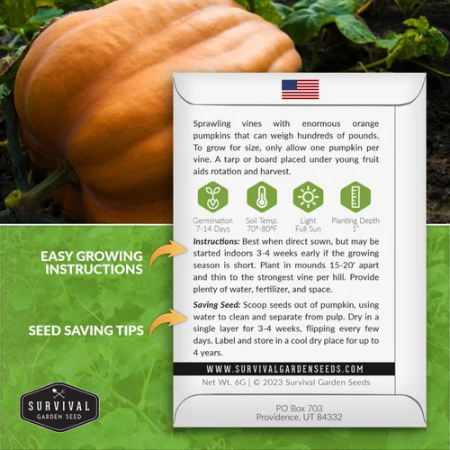 Miniatura 2 de Atlantic - Semillas de calabaza gigante para plantar Variedad tradicional sin OMG para cultivar enormes calabazas de competencia para jardín