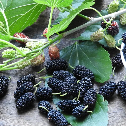 Miniatura 6 de Más de 1500 semillas de árboles frutales para plantar, 400 fresas, 200 arándanos, 300, frambuesa, 300, morera, 200, arándano, 20 cereza, 6 paquetes