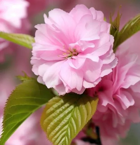 Miniatura 7 de Prunus serrulata (Cereza Japonesa, Sakura, Cereza Colina, Cereza Oriental, Cereza de Asia Oriental) Semillas de árbol, Flores vistosas, Semillas