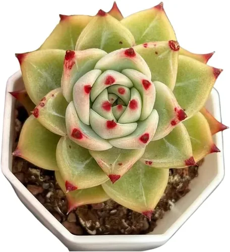 Miniatura 2 de Echeveria Agavoides Blue Dragon – Planta suculenta viva – 3 pulgadas – Tolerante a la sequía, bajo mantenimiento, perfecta para decoración