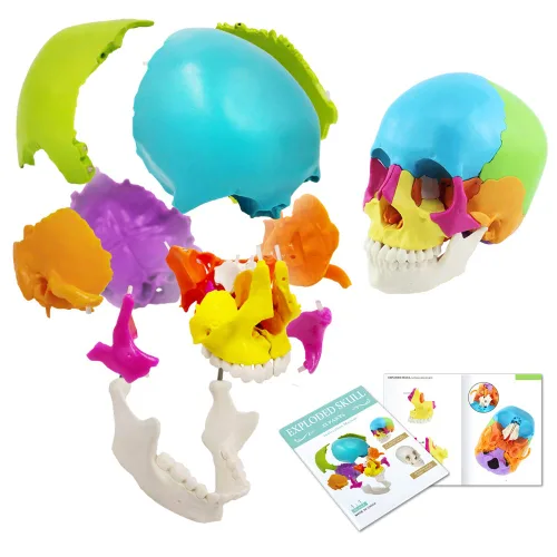 Miniatura 7 de Cráneo humano desarticulado, modelo de cráneo de 22 piezas, modelo de cráneo humano despiezado color de hueso adulto, modelo de cráneo anatómico