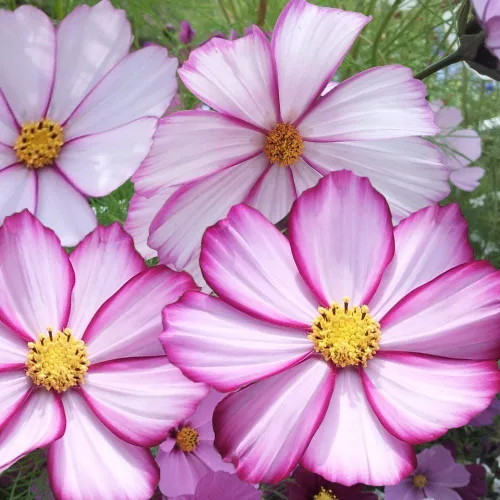 Miniatura 6 de Semillas Cosmos Pikoti Mix (Mexican Aster) Flores anuales para plantar sin OMG
