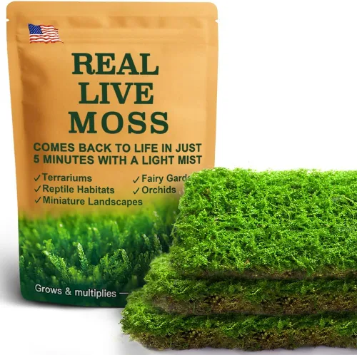 Miniatura 11 de Real Live Moss - Paquete variado (cada uno de 3.5 x 7 pulgadas), musgo real decorativo para terrarios, mini jardines, plantas en maceta y bonsái