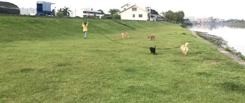 Miniatura 8 de AMAGOOD Correa larga para perro para entrenamiento de perros de 15, 20, 30, 50 y 100 pies de largo, para entrenamiento de perros medianos y Azul