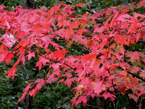 Miniatura 8 de TomorrowSeeds - Semillas de árbol de arce rojo - Más de 50 unidades - para plantar 2026 Acer Rubrum Illinois Roble Escarlata Azúcar canadiense