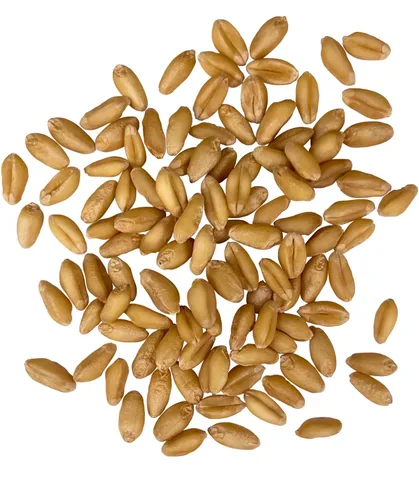 Miniatura 2 de Palouse Brand Granos de Trigo Blanco Suave Certificados Sin Residuos de Glifosato 1 LB Cultivado por Familias en el Estado de Washington 100%