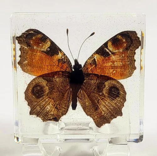 Miniatura 30 de Mariposa Bluebottle real de 2.9 pulgadas en resina de Lucite transparente, grafio, sarpedón, colección de manualidades para biología, ciencias