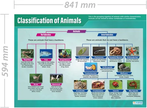 Miniatura 2 de Daydream Education Póster de Clasificación de Animales para el aula de ciencias – Extra Grande 33 x 23.5 pulgadas – Papel brillante – Decoración