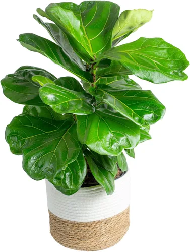 Miniatura 14 de Costa Farms Árbol de higuera de hoja de violín, Ficus Lyrata vivo de 3 a 4 pies, purificador de aire, grande, fácil de mantener, planta de piso