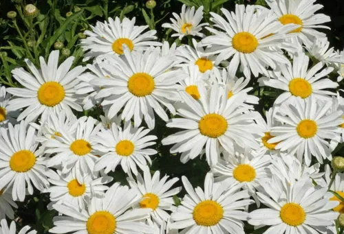 Miniatura 2 de 1000 semillas de flores de margarita enana de princesa plateada, sin OMG, semillas cultivadas en Estados Unidos, siempre frescas