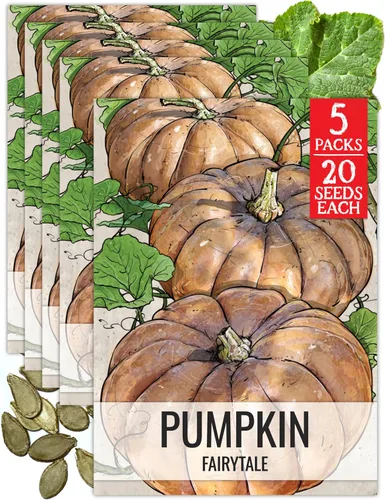 Miniatura 24 de Seed Needs, Jack O' Lantern - Semillas de calabaza – 25 semillas tradicionales para plantar Cucurbita Pepo – Sin OMG y sin tratar, ideal para tallar