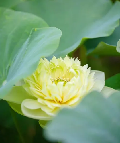 Miniatura 3 de Más de 15 mini tazones de semillas de loto para patio y estanque, hermosos contenedores de flores de agua, estilo bonsái, variedad de loto sagrado