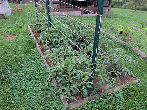 Miniatura 8 de Guita de jardín para atar tomate de 6300 pies