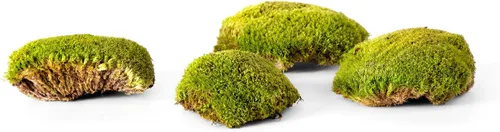 Miniatura 3 de SuperMoss (21890) Topa Moss Preserved - Decoración ecológica para el hogar y la pared para terrarios, mesas de boda, macetas de interior y más, 200