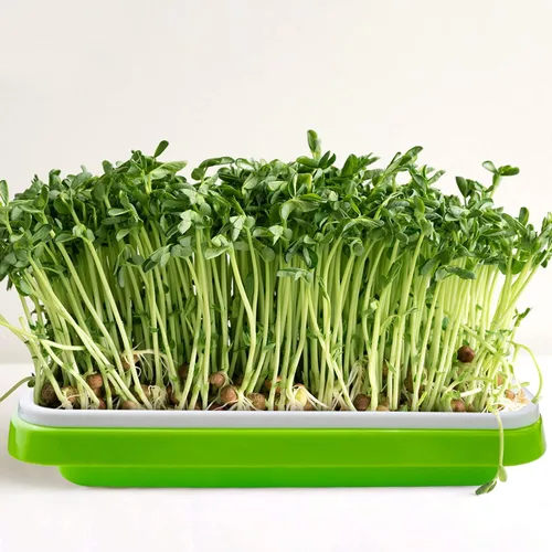 Miniatura 3 de Paquete de 10 bandejas de germinación de semillas con orificios de drenaje, bandeja de germinación de semillas sin BPA, bandeja de vivero, sin