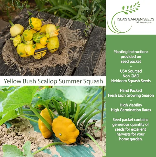Miniatura 2 de Isla's Garden Seeds - Semillas de calabaza de verano de Yellow Bush Scallop (Pattypan, Cucurbita pepo var. clypeata) – Más de 30 semillas