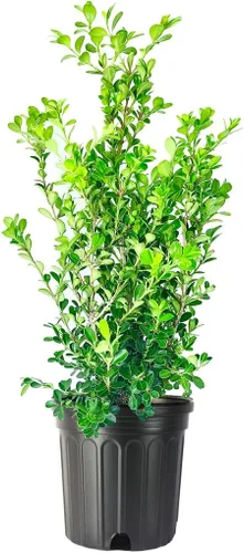 Buxus Microphylla - Arbusto formal de seto de bajo mantenimiento de hoja perenne japonesa - 1 galón de tamaño grande de boj