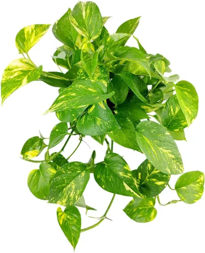 Miniatura 27 de Árbol de dinero trenzado de tocón de Pachira (4 pulgadas), plantas de interior de la suerte, plantas de interior decorativas únicas de 4/6 pulgadas