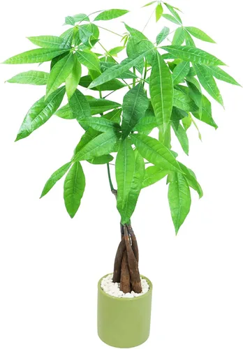 Miniatura 7 de Athena's Garden Money Tree Pachira - Plan vivo de interior con maceta de cerámica, 18 pulgadas de alto, maceta negra, rocas rojas, mediano